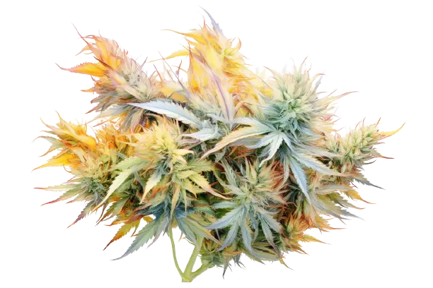 Eine frische Cannabisblüte mit grünen Blättern Eine farbenfrohe Cannabispflanze in voller Blüte